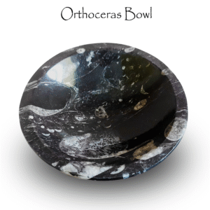 Orthoceras Fossil Bowl